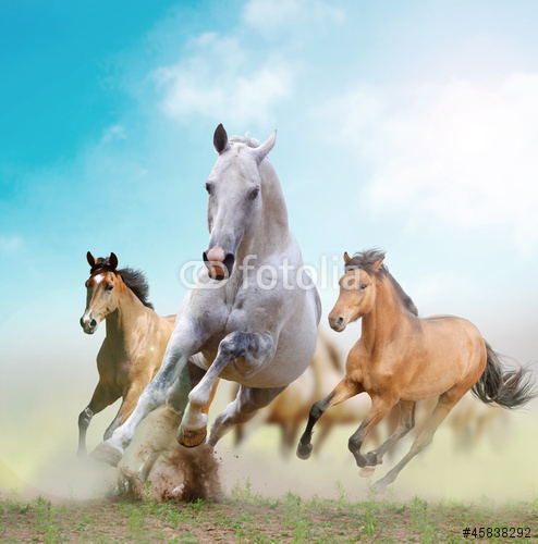 Tiere: Pferde