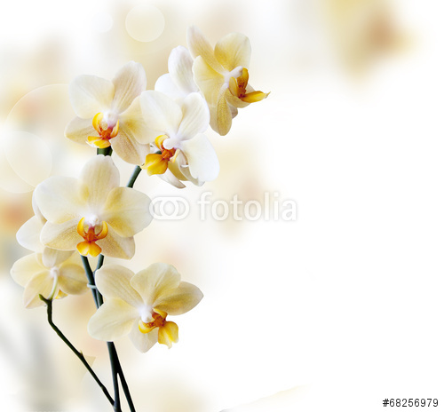 Blumen: Orchideen